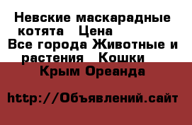 Невские маскарадные котята › Цена ­ 20 000 - Все города Животные и растения » Кошки   . Крым,Ореанда